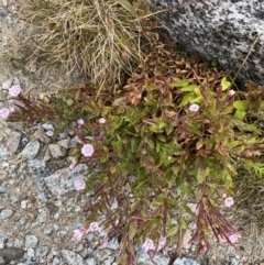 Epilobium sarmentaceum at Kosciuszko, NSW - 13 Mar 2022 01:08 PM