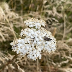 Achillea millefolium (Yarrow) at Kosciuszko, NSW - 13 Mar 2022 by NedJohnston