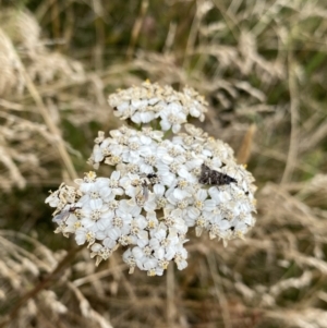 Achillea millefolium at Kosciuszko, NSW - 13 Mar 2022