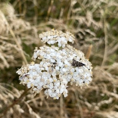 Achillea millefolium (Yarrow) at Kosciuszko, NSW - 13 Mar 2022 by NedJohnston