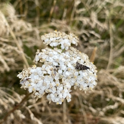 Achillea millefolium (Yarrow) at Kosciuszko National Park - 13 Mar 2022 by Ned_Johnston