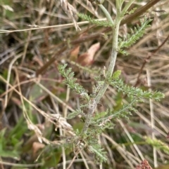 Achillea millefolium at Kosciuszko, NSW - 13 Mar 2022