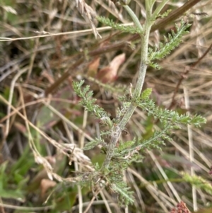Achillea millefolium at Kosciuszko, NSW - 13 Mar 2022