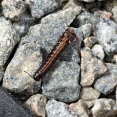 Paradoxosomatidae sp. (family) (Millipede) at Kosciuszko, NSW - 13 Mar 2022 by NedJohnston