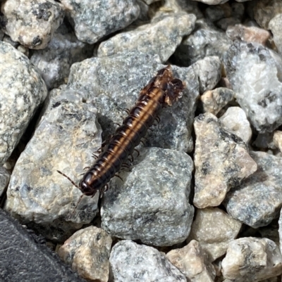 Paradoxosomatidae sp. (family) (Millipede) at Kosciuszko, NSW - 13 Mar 2022 by NedJohnston