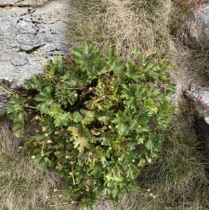 Ranunculus anemoneus at Kosciuszko, NSW - 13 Mar 2022 12:55 PM