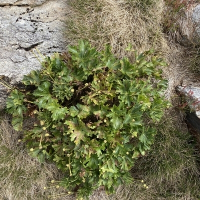 Ranunculus anemoneus (Anemone Buttercup) at Kosciuszko, NSW - 13 Mar 2022 by NedJohnston