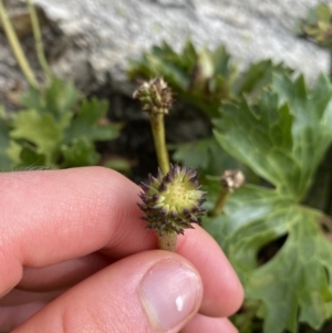 Ranunculus anemoneus at Kosciuszko, NSW - 13 Mar 2022