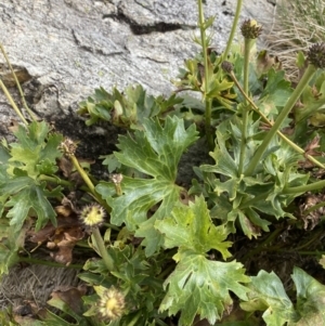 Ranunculus anemoneus at Kosciuszko, NSW - 13 Mar 2022