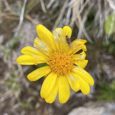 Senecio pectinatus var. major (Alpine Groundsel) at Kosciuszko National Park, NSW - 13 Mar 2022 by Ned_Johnston