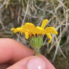 Scapisenecio pectinatus var. major at Kosciuszko National Park, NSW - 13 Mar 2022