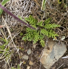 Scapisenecio pectinatus var. major at Kosciuszko National Park, NSW - 13 Mar 2022