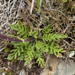 Scapisenecio pectinatus var. major at Kosciuszko National Park, NSW - 13 Mar 2022