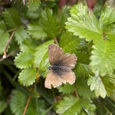 Neolucia hobartensis (Montane Heath-blue) at Kosciuszko National Park, NSW - 13 Mar 2022 by NedJohnston