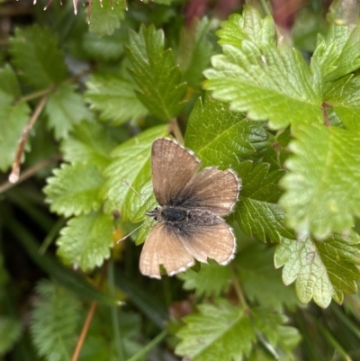 Neolucia hobartensis (Montane Heath-blue) at Kosciuszko National Park, NSW - 13 Mar 2022 by Ned_Johnston