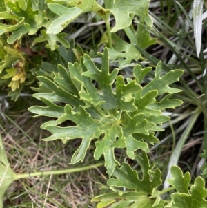 Ranunculus anemoneus at Geehi, NSW - 13 Mar 2022 12:30 PM