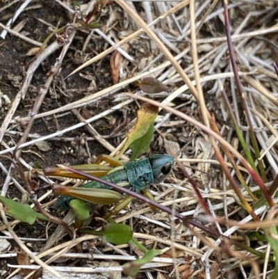 Kosciuscola tristis (Chameleon Grasshopper) at Geehi, NSW - 13 Mar 2022 by NedJohnston