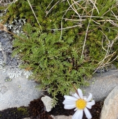Brachyscome nivalis (Snow Daisy) at Geehi, NSW - 13 Mar 2022 by NedJohnston