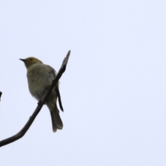 Ptilotula penicillata (White-plumed Honeyeater) at Lake Ginninderra - 19 Mar 2022 by JimL