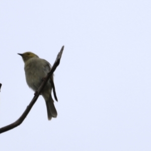 Ptilotula penicillata at Belconnen, ACT - 20 Mar 2022