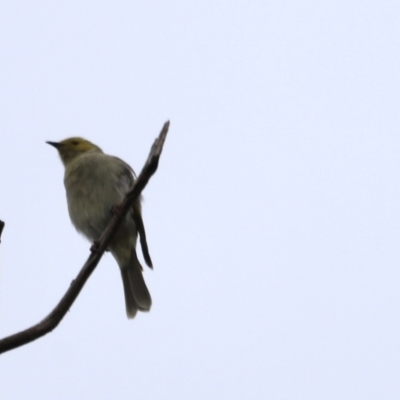 Ptilotula penicillata (White-plumed Honeyeater) at Belconnen, ACT - 19 Mar 2022 by JimL