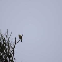 Ptilotula penicillata at Belconnen, ACT - 20 Mar 2022