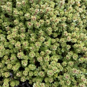 Ewartia nubigena at Kosciuszko National Park, NSW - 13 Mar 2022