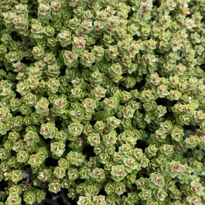 Ewartia nubigena (Silver Ewartia) at Kosciuszko National Park, NSW - 13 Mar 2022 by NedJohnston
