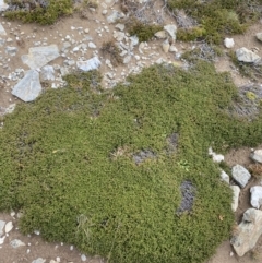 Ewartia nubigena at Kosciuszko National Park, NSW - 13 Mar 2022