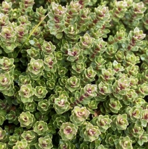 Ewartia nubigena at Kosciuszko National Park, NSW - 13 Mar 2022