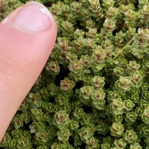 Ewartia nubigena at Kosciuszko National Park, NSW - 13 Mar 2022