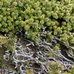 Ewartia nubigena at Kosciuszko National Park, NSW - 13 Mar 2022