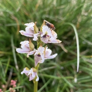 Paraprasophyllum alpestre at Kosciuszko National Park, NSW - 13 Mar 2022