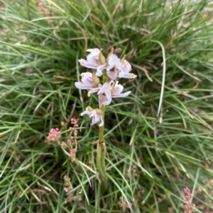 Paraprasophyllum alpestre at Kosciuszko National Park, NSW - 13 Mar 2022