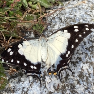 Charaxes sempronius at Kosciuszko National Park, NSW - 13 Mar 2022