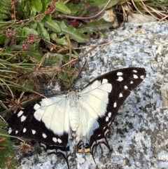 Charaxes sempronius at Kosciuszko National Park, NSW - 13 Mar 2022