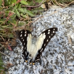 Charaxes sempronius at Kosciuszko National Park, NSW - 13 Mar 2022