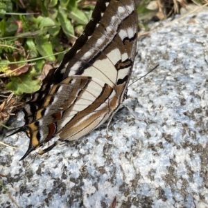 Charaxes sempronius at Kosciuszko National Park, NSW - 13 Mar 2022