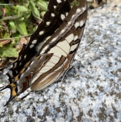 Charaxes sempronius at Kosciuszko National Park, NSW - 13 Mar 2022