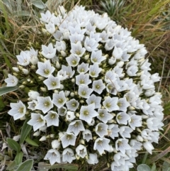 Gentianella muelleriana subsp. alpestris (Mueller's Snow-gentian) at Geehi, NSW - 13 Mar 2022 by NedJohnston