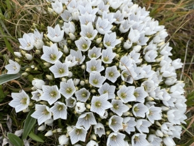 Gentianella muelleriana subsp. alpestris (Mueller's Snow-gentian) at Geehi, NSW - 13 Mar 2022 by NedJohnston