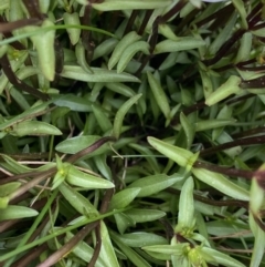 Gentianella muelleriana subsp. alpestris at Geehi, NSW - 13 Mar 2022