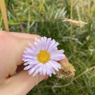 Brachyscome spathulata (Coarse Daisy, Spoon-leaved Daisy) at Kosciuszko National Park, NSW - 13 Mar 2022 by NedJohnston