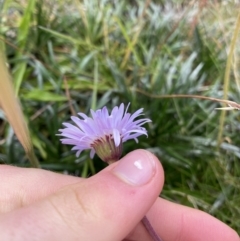 Brachyscome spathulata at Kosciuszko National Park, NSW - 13 Mar 2022