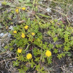 Leptorhynchos squamatus subsp. alpinus at Kosciuszko National Park, NSW - 13 Mar 2022