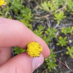 Leptorhynchos squamatus subsp. alpinus at Kosciuszko National Park, NSW - 13 Mar 2022