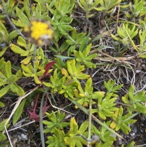 Leptorhynchos squamatus subsp. alpinus at Kosciuszko National Park, NSW - 13 Mar 2022