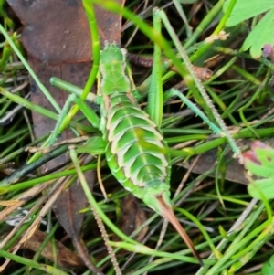 Chlorodectes montanus at Paddys River, ACT - 26 Mar 2022