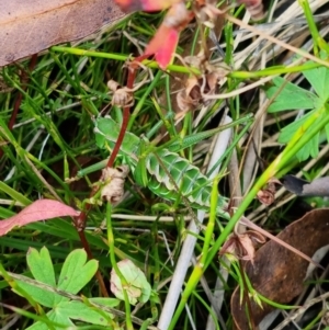 Chlorodectes montanus at Paddys River, ACT - 26 Mar 2022