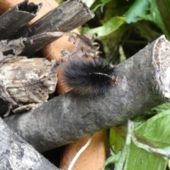 Arctiinae (subfamily) (A Tiger Moth or Woolly Bear) at McKellar, ACT - 25 Mar 2022 by Birdy